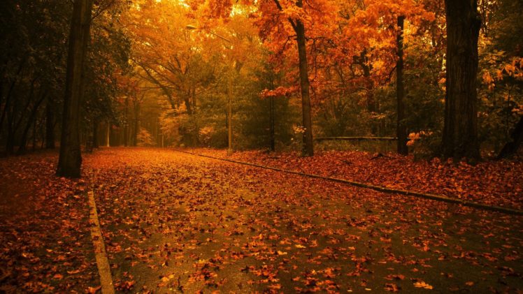 autumn, Road, Trees, Leaves, Forest HD Wallpaper Desktop Background