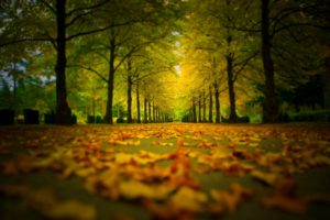 walk, Fall, Trees, Forest, Nature, Leaves, Autumn, Splendor, Path, Colors, Autumn, Road, Colorful, Park