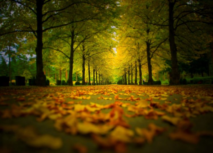 walk, Fall, Trees, Forest, Nature, Leaves, Autumn, Splendor, Path, Colors, Autumn, Road, Colorful, Park HD Wallpaper Desktop Background