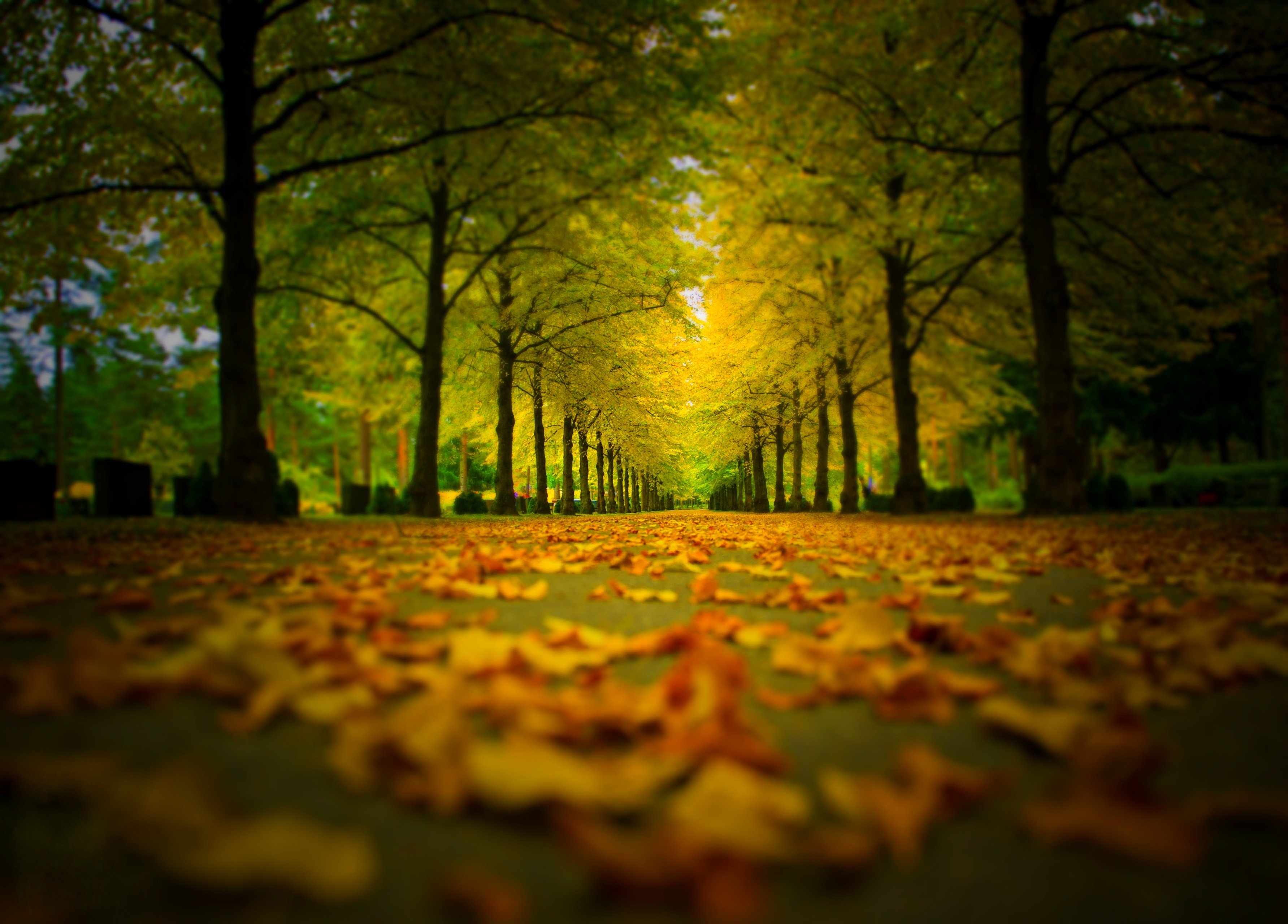 walk, Fall, Trees, Forest, Nature, Leaves, Autumn, Splendor, Path, Colors, Autumn, Road, Colorful, Park Wallpaper