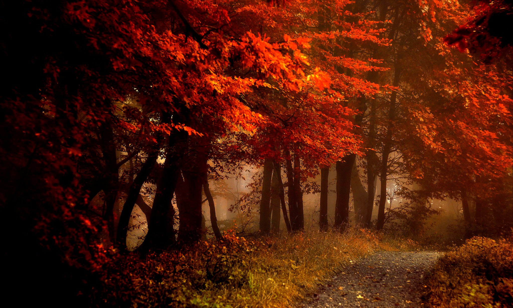 Fall Splendor Autumn Leaves Bench Nature Forest Path Autumn Splendor Woods Road
