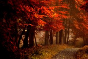 fall, Splendor, Autumn, Leaves, Bench, Nature, Forest, Path, Autumn, Splendor, Woods, Road