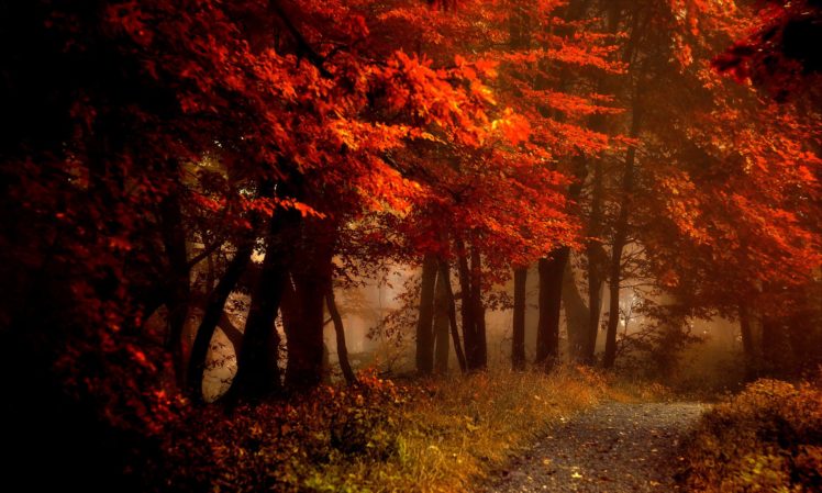 fall, Splendor, Autumn, Leaves, Bench, Nature, Forest, Path, Autumn, Splendor, Woods, Road HD Wallpaper Desktop Background