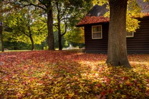 walk, Nature, Park, Bench, Leaves, Colorful, House, Trees, Forest, Colors, Autumn, Splendor, Fall, Autumn