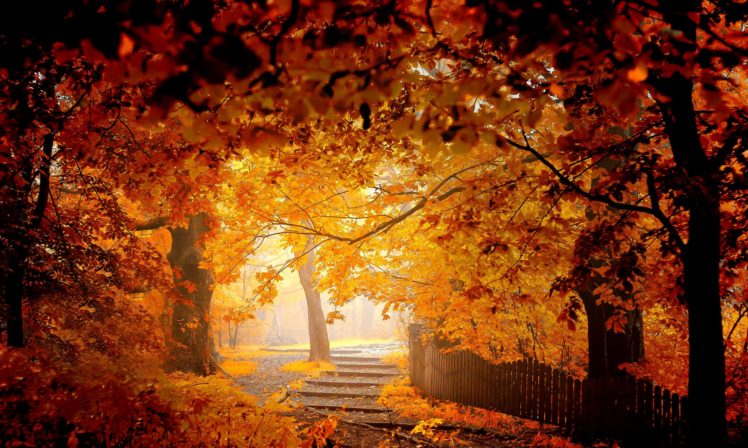 autumn, Road, Bench, Leaves, Woods, Splendor, Fall, Forest, Nature, Autumn, Splendor, Path HD Wallpaper Desktop Background
