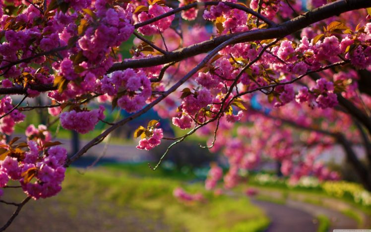 nature, Walk, Spring, Tree, Flower, Beauty HD Wallpaper Desktop Background