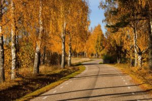 path, Leaves, Trees, Colors, Autumn, Splendor, Fall, Walk, Nature, Park, Autumn, Road, Colorful, Forest