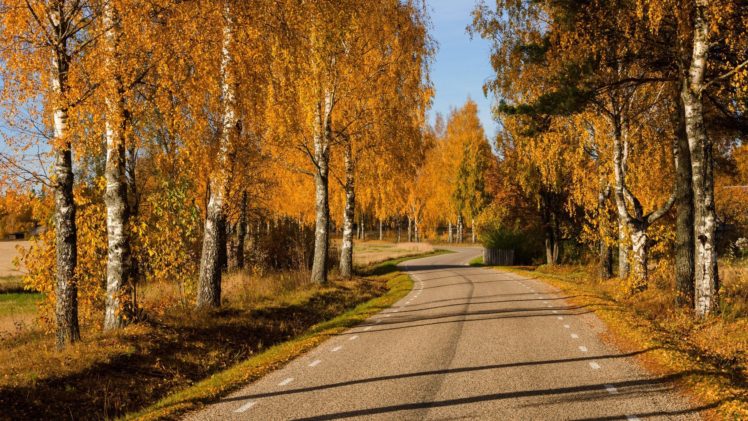 path, Leaves, Trees, Colors, Autumn, Splendor, Fall, Walk, Nature, Park, Autumn, Road, Colorful, Forest HD Wallpaper Desktop Background