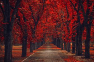 leaves, Nature, Alley, Road, Walk, Park, Path, Trees, Bench, Autumn, Autumn, Splendor, Fsll