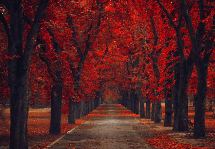 leaves, Nature, Alley, Road, Walk, Park, Path, Trees, Bench, Autumn, Autumn, Splendor, Fsll HD Wallpaper Desktop Background