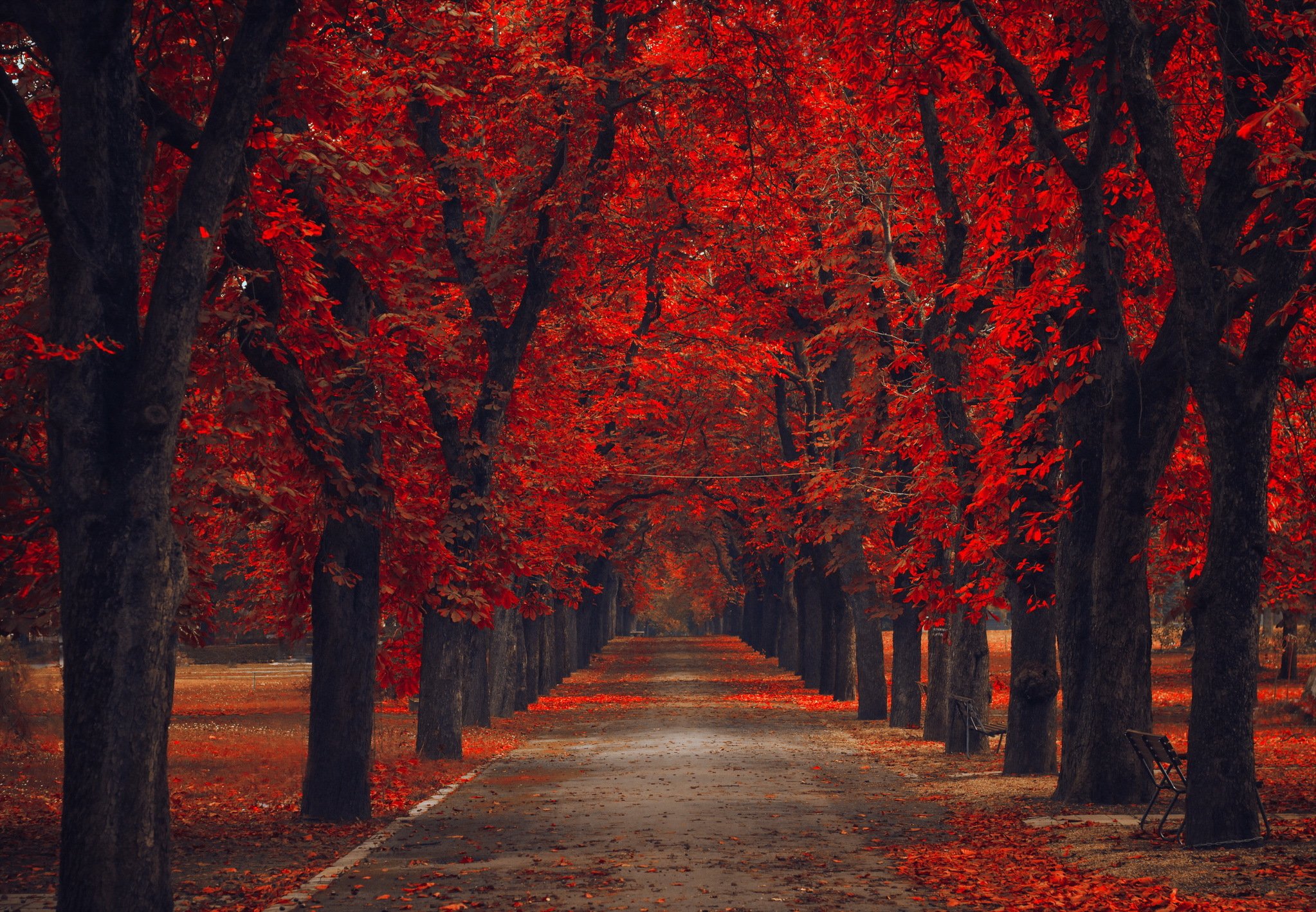 leaves, Nature, Alley, Road, Walk, Park, Path, Trees, Bench, Autumn, Autumn, Splendor, Fsll Wallpaper