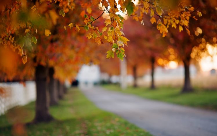 bokeh, Path, Autumn, Road, Autumn, Splendor, Leaves, Nature, Fall, Trees, Alley HD Wallpaper Desktop Background