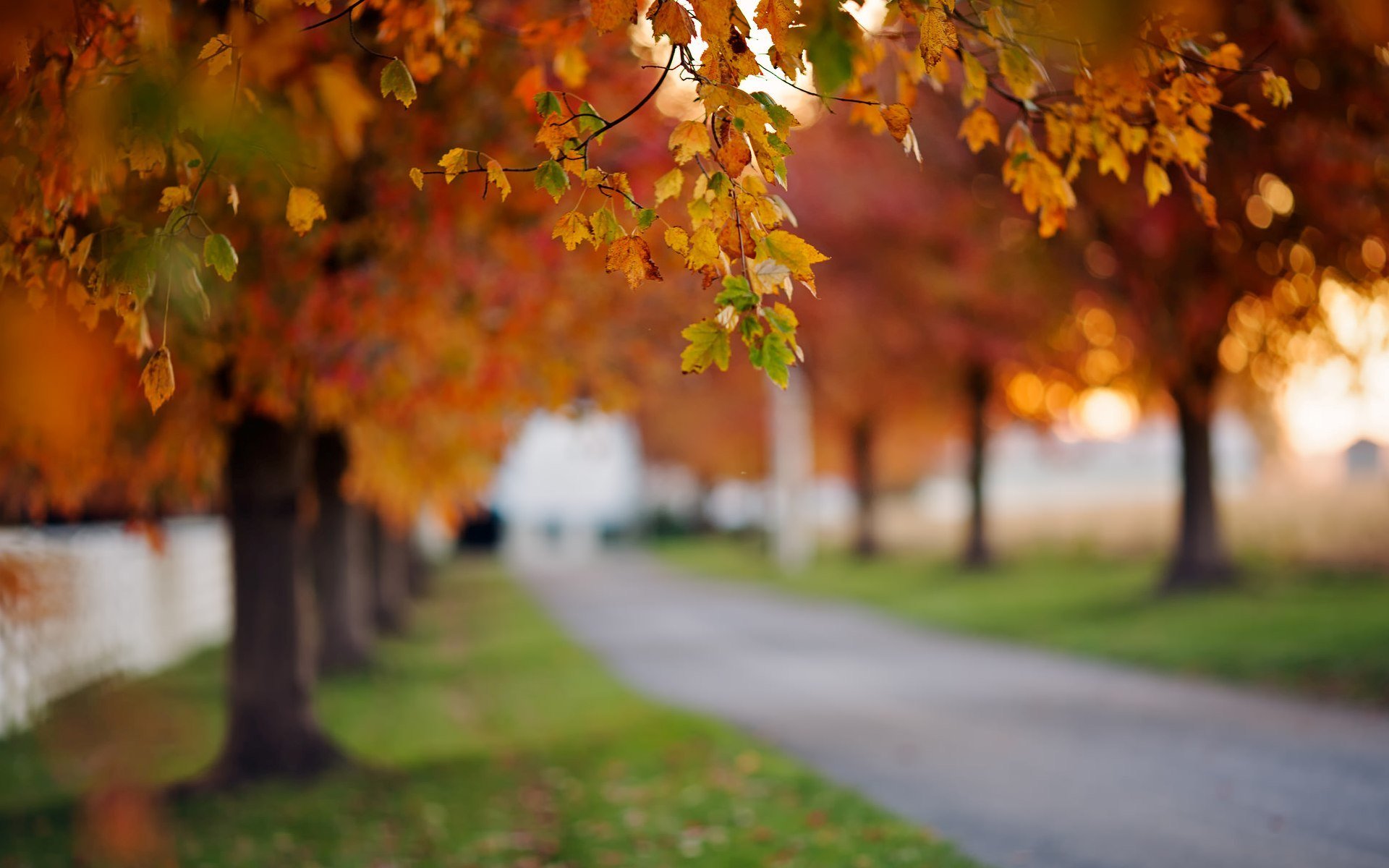 bokeh, Path, Autumn, Road, Autumn, Splendor, Leaves, Nature, Fall, Trees, Alley Wallpaper