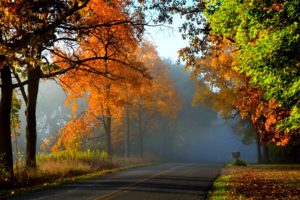 nature, Fall, Road, Leaves, Autumn, Splendor, Trees, Autumn