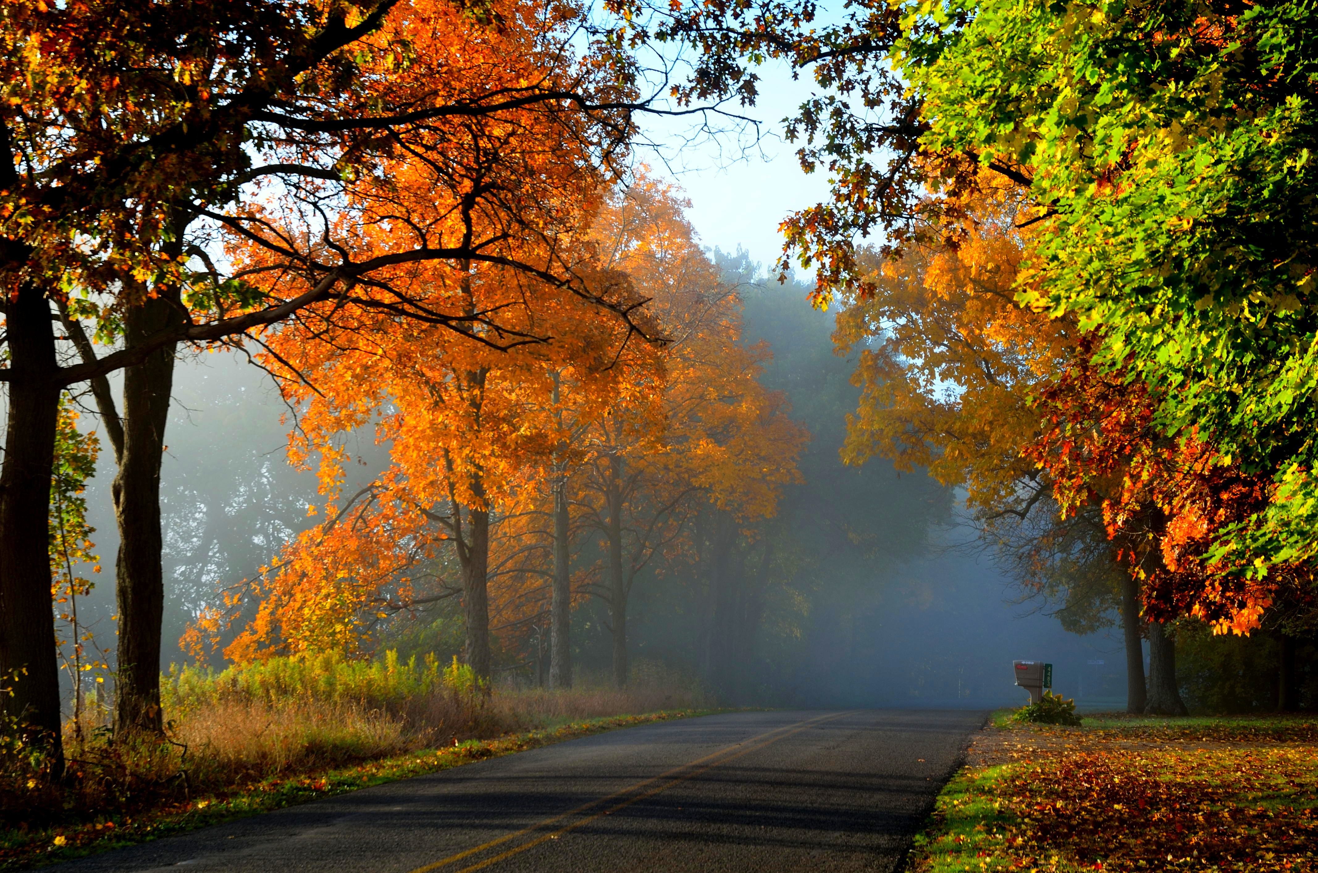 nature, Fall, Road, Leaves, Autumn, Splendor, Trees, Autumn Wallpaper