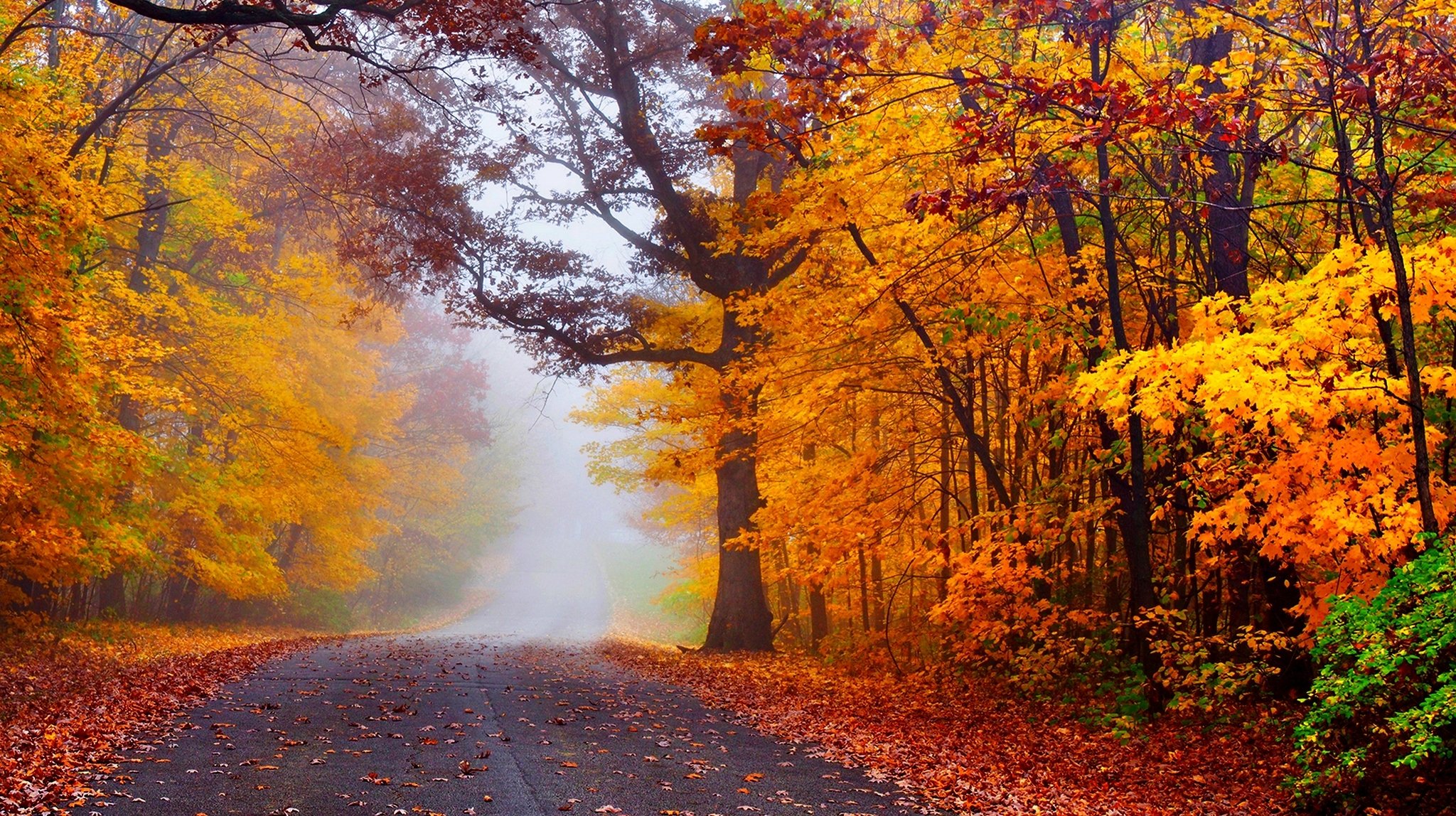 autumn, Road, Nature, Fall, Trees, Woods, Forest, Mist, Autumn, Splendor, Leaves Wallpaper