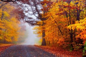autumn, Road, Nature, Fall, Trees, Woods, Forest, Mist, Autumn, Splendor, Leaves