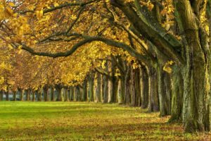 autumn, Colorful, Road, Colors, Walk, Path, Trees, Fall, Nature, Forest, Park, Autumn, Splendor, Leaves
