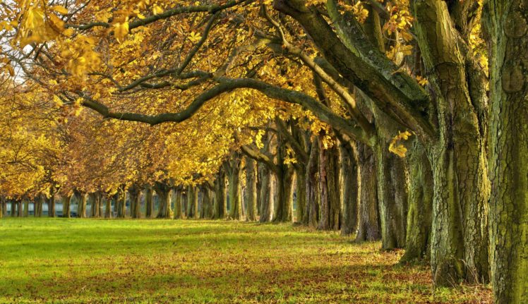 autumn, Colorful, Road, Colors, Walk, Path, Trees, Fall, Nature, Forest, Park, Autumn, Splendor, Leaves HD Wallpaper Desktop Background