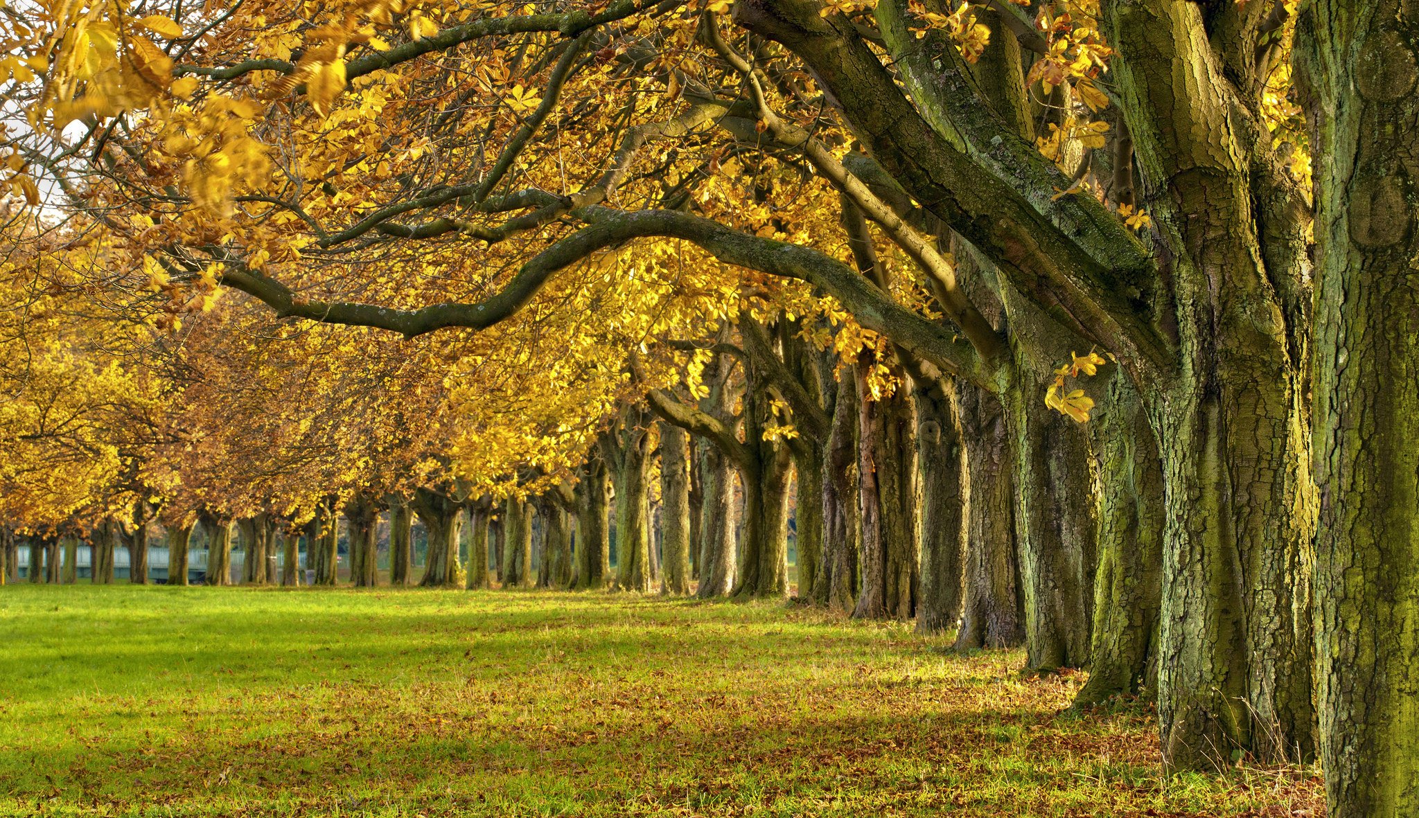 autumn, Colorful, Road, Colors, Walk, Path, Trees, Fall, Nature, Forest, Park, Autumn, Splendor, Leaves Wallpaper