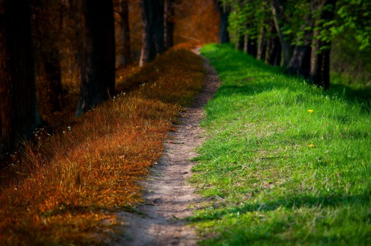 autumn, Road, Walk, Path, Trees, Nature, Forest, Spring, Park, Autumn, Splendor, Leaves HD Wallpaper Desktop Background
