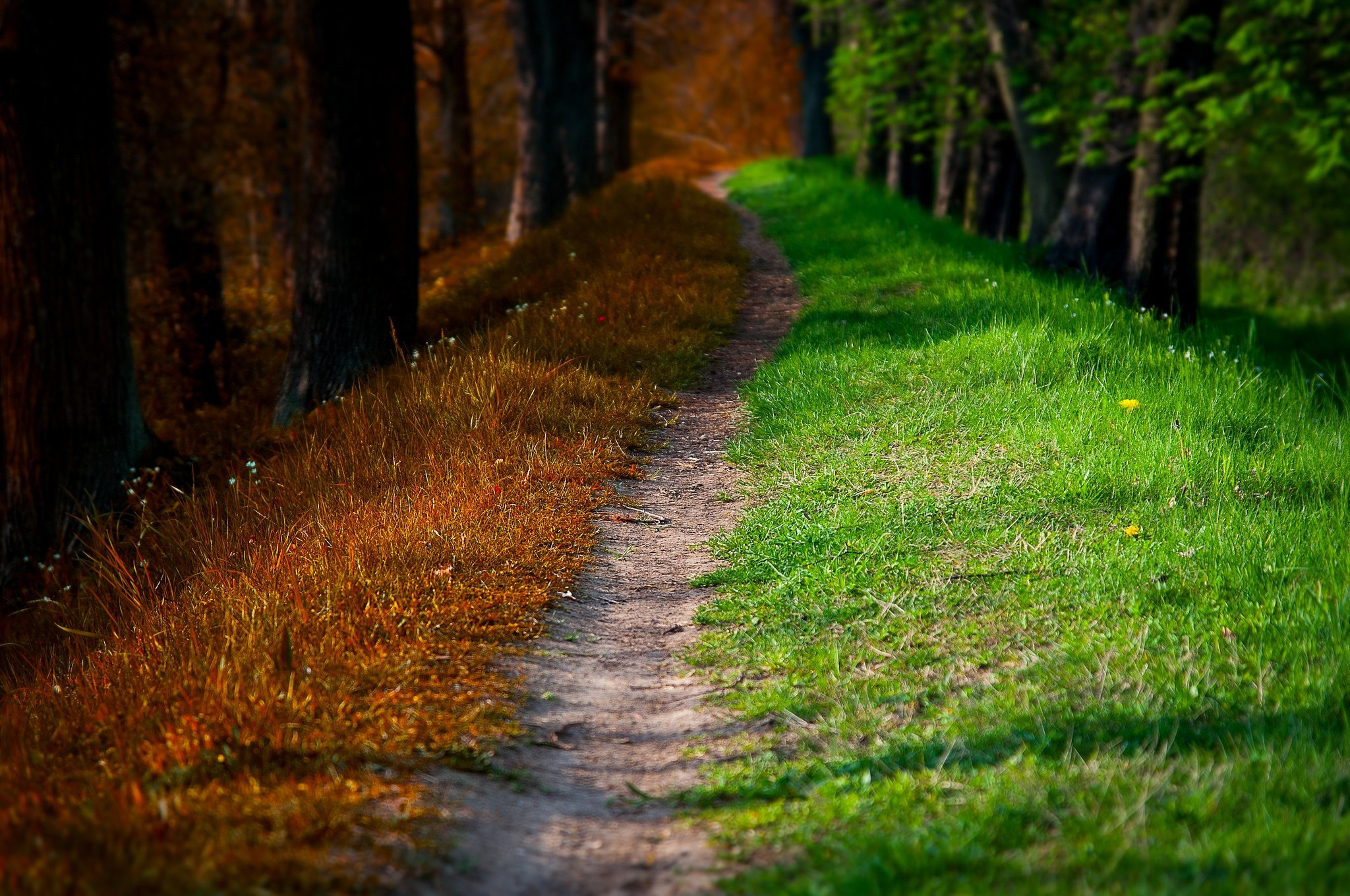 autumn, Road, Walk, Path, Trees, Nature, Forest, Spring, Park, Autumn, Splendor, Leaves Wallpaper