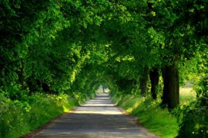 forest, Road, Spring, Walk, Park, Path, Nature, Trees