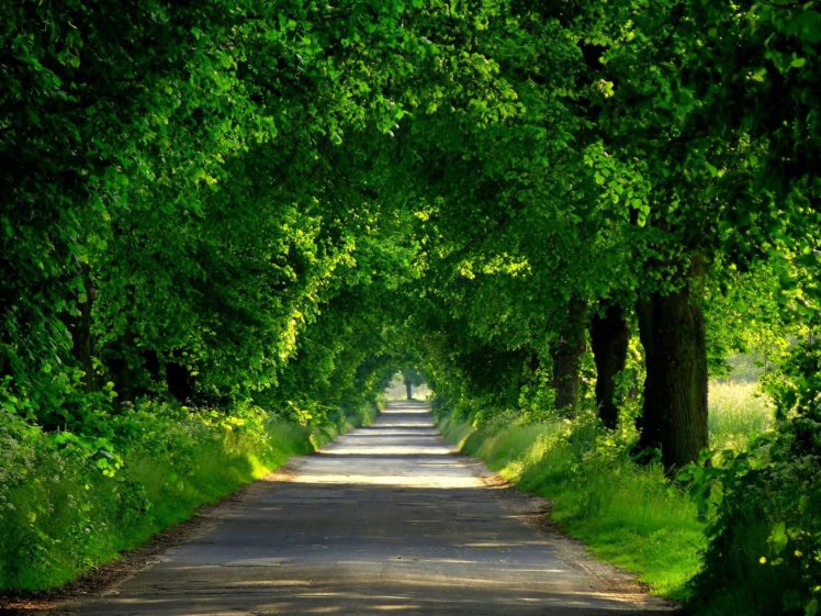 forest, Road, Spring, Walk, Park, Path, Nature, Trees HD Wallpaper Desktop Background
