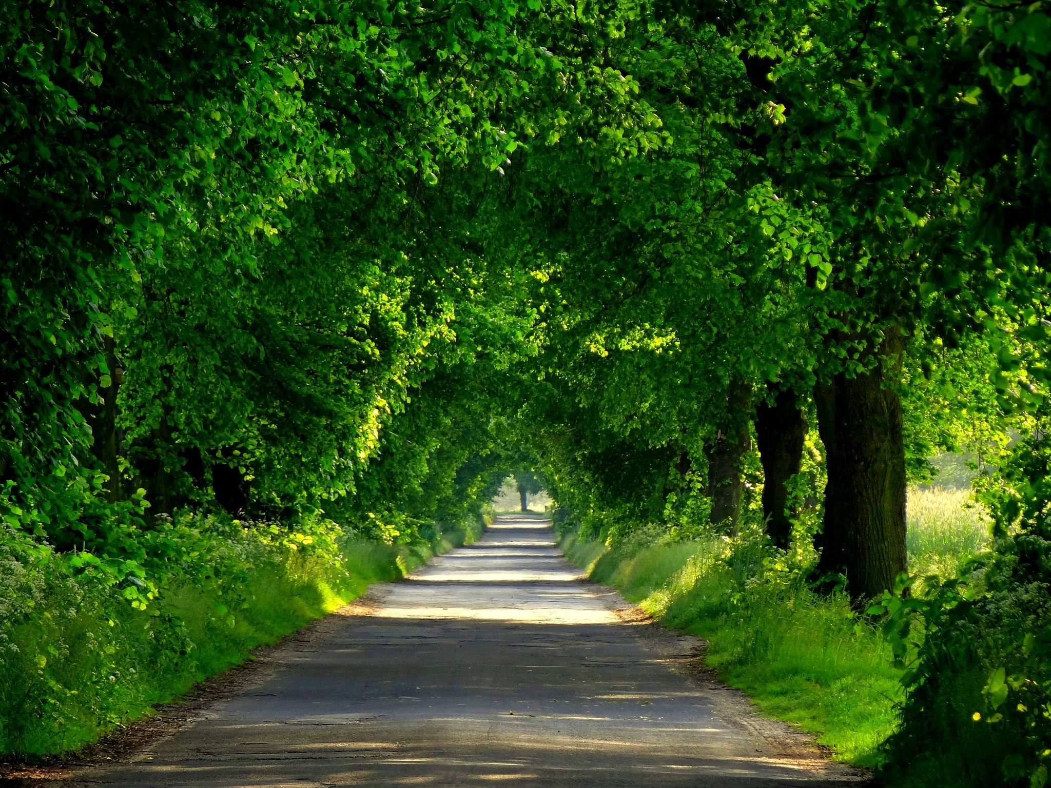 forest, Road, Spring, Walk, Park, Path, Nature, Trees Wallpaper