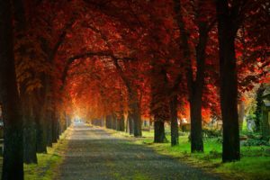 leaves, Grove, Cemetery, Beautiful, Trees, Road, Natural, Arch, Grass, Autumn