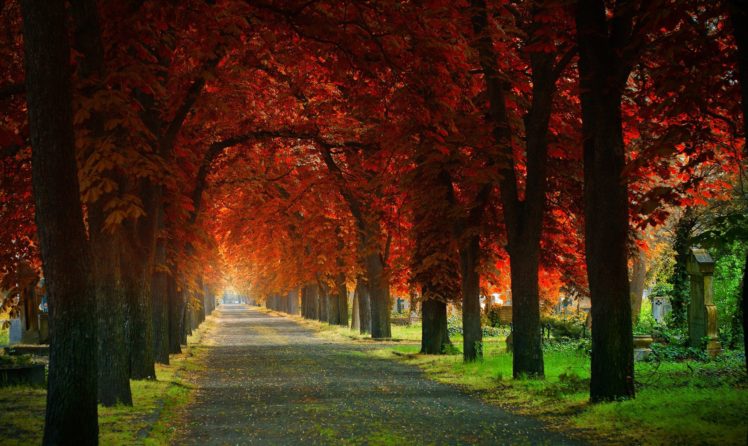 leaves, Grove, Cemetery, Beautiful, Trees, Road, Natural, Arch, Grass, Autumn HD Wallpaper Desktop Background