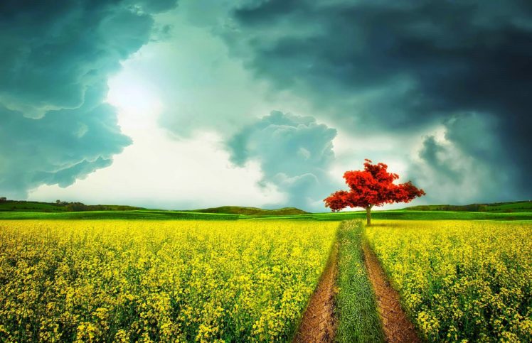 clouds, Spring, Field, Beautiful, Yellow, Red, Trees, Sky, Road, Blue, Flowers HD Wallpaper Desktop Background