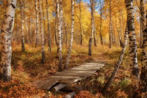 autumn, Splendor, Autum, Leaves, Forest, Nature, Fall, Trees, Path, Walk, Colors, Road, Colorful, Park