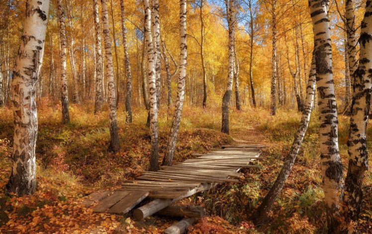 autumn, Splendor, Autum, Leaves, Forest, Nature, Fall, Trees, Path, Walk, Colors, Road, Colorful, Park HD Wallpaper Desktop Background