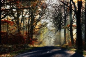leaves, Park, Rays, Forest, Nature, Fall, Trees, Sunrays, Path, Walk, Colors, Splendor, Road, Colorful, Autumn