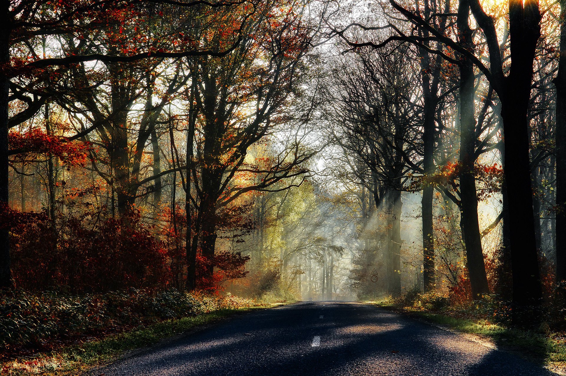 leaves, Park, Rays, Forest, Nature, Fall, Trees, Sunrays, Path, Walk, Colors, Splendor, Road, Colorful, Autumn Wallpaper