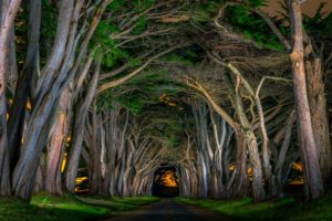 beautiful, Avenue, Grass, Natural, Arch, Road, Trees, Nocturnal