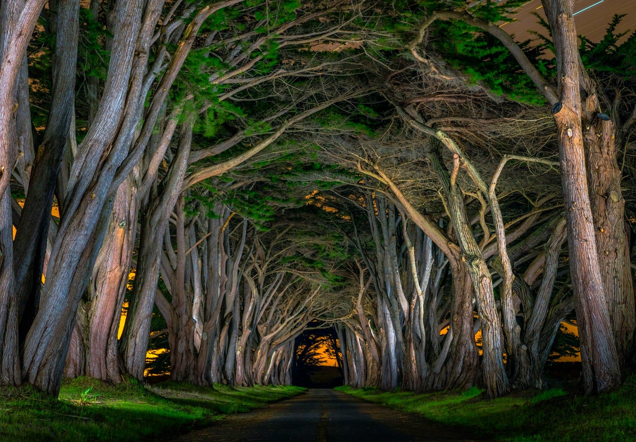 beautiful, Avenue, Grass, Natural, Arch, Road, Trees, Nocturnal Wallpaper