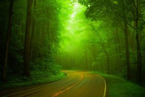trees, Wal, Forest, Nature, Path, Splendor, Road, Green, Park, Spring, Woods