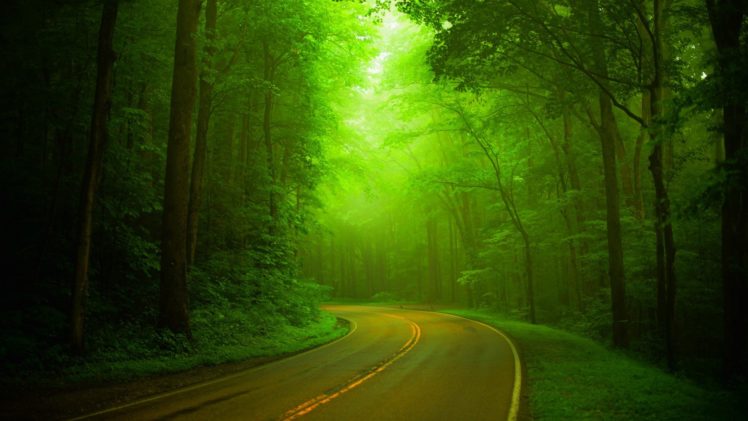 trees, Wal, Forest, Nature, Path, Splendor, Road, Green, Park, Spring, Woods HD Wallpaper Desktop Background