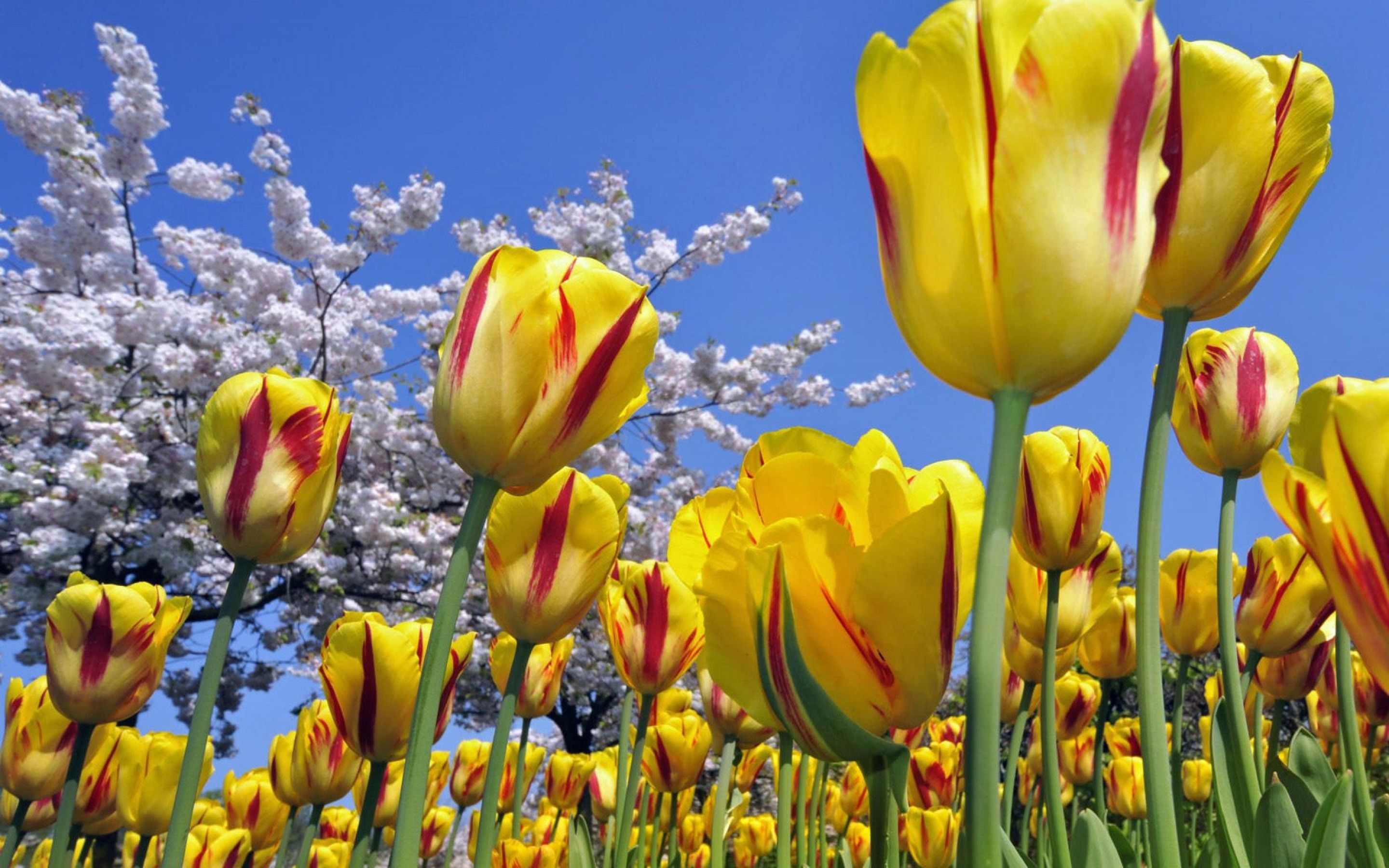 tulips Wallpaper
