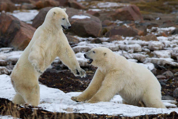 polar, Bear HD Wallpaper Desktop Background