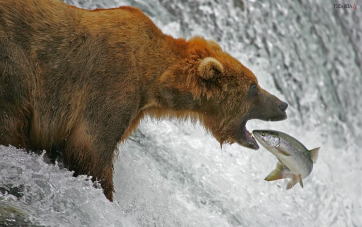 fishing, Bear HD Wallpaper Desktop Background