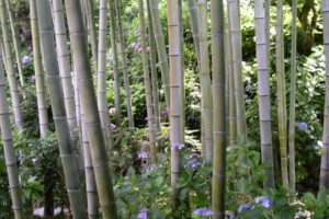 bamboo, Nation, Japan