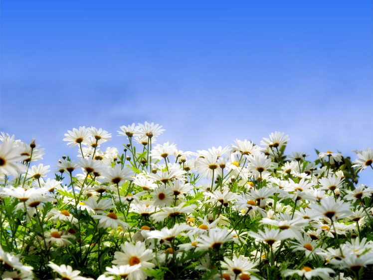 camomiles, Flowers HD Wallpaper Desktop Background
