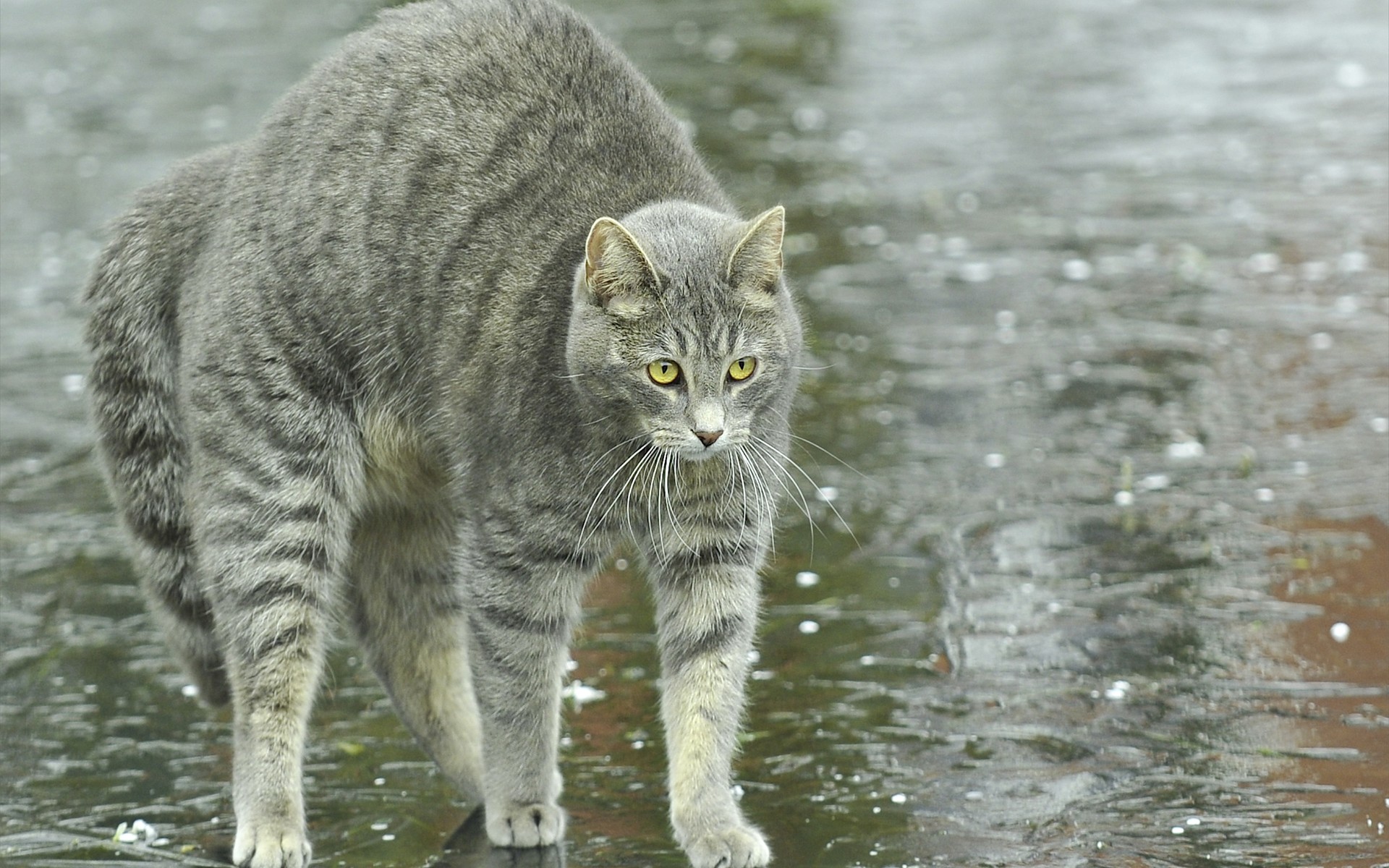 cat, Street, Puddles, Rain Wallpaper