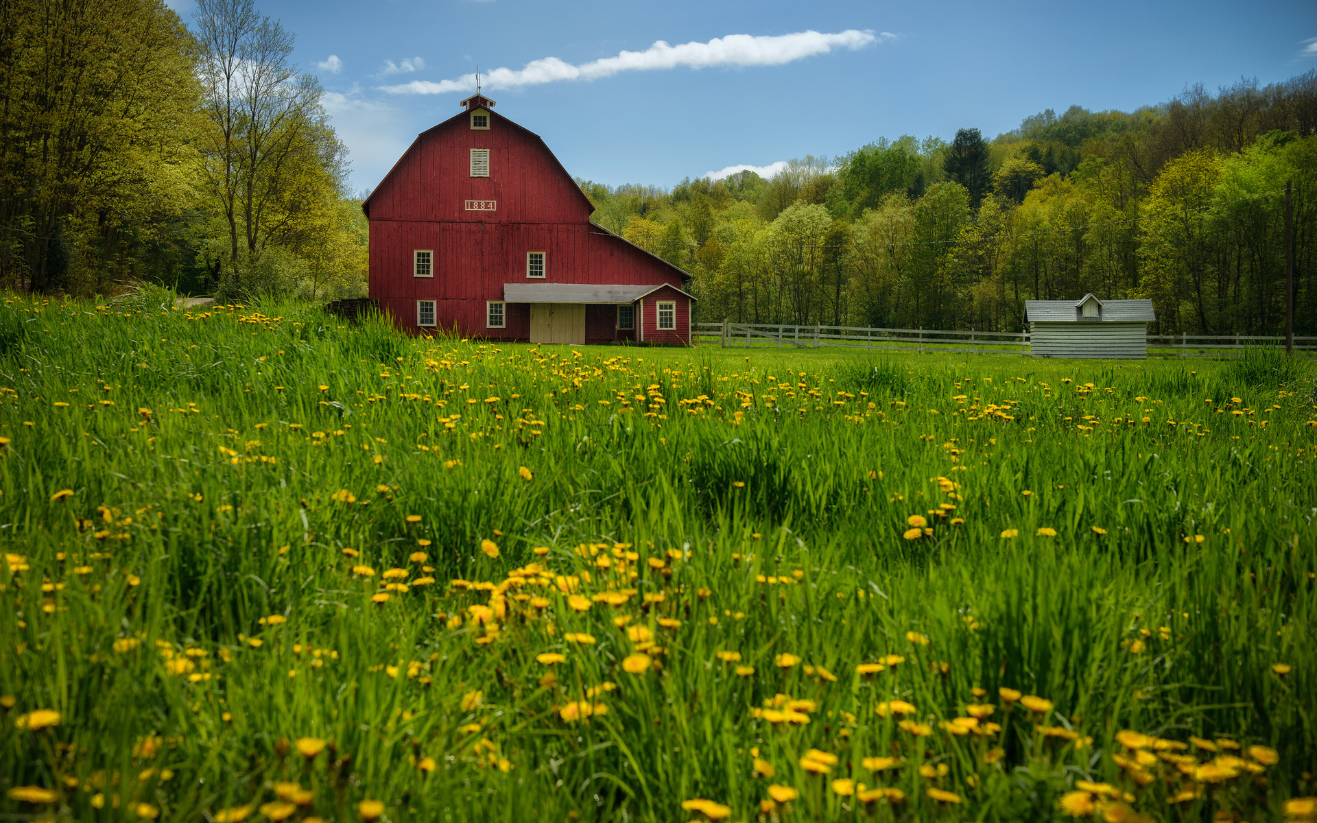dandelions, Barn, Trees, Meadow Wallpaper
