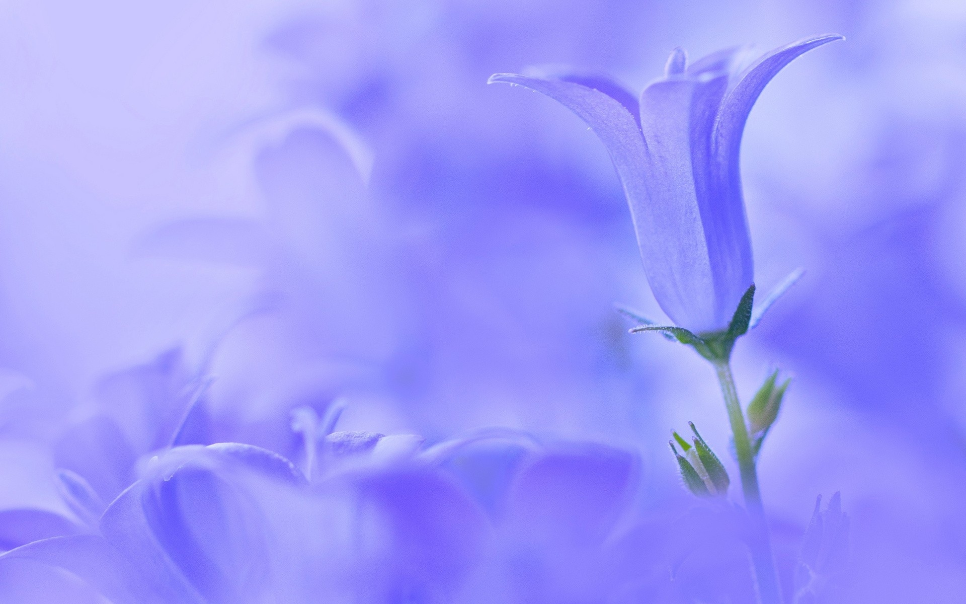 flowers, Flower Wallpaper
