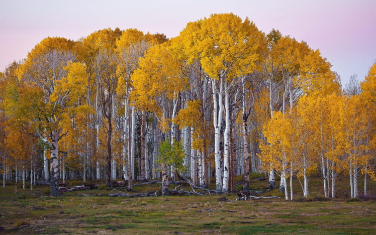 forest, Birch, Autumn HD Wallpaper Desktop Background