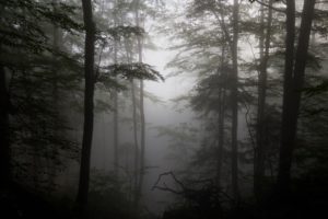 forest, Fog, Driftwood, Silhouettes, Trees